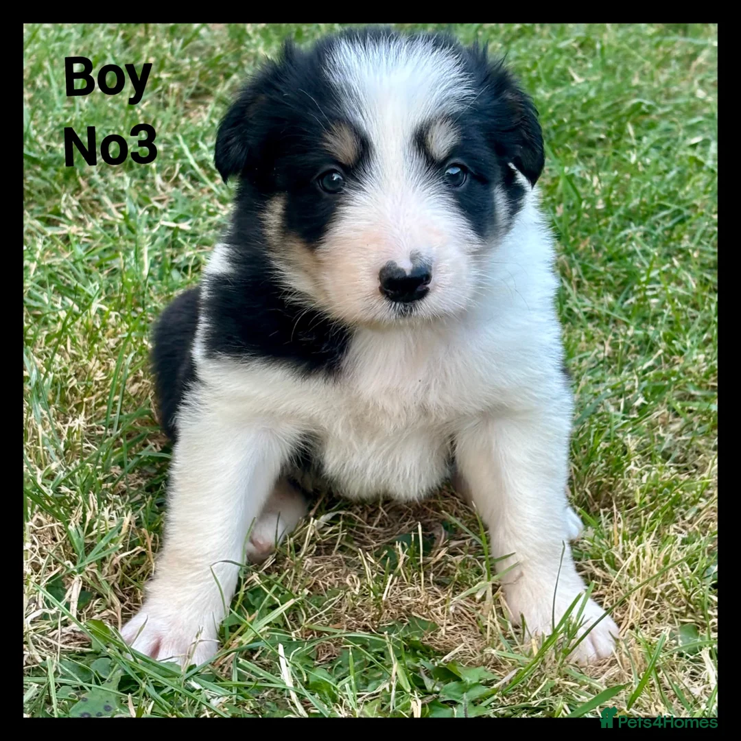 Mixed Breed dogs for sale: 5 Border collie  pups  - Advert 13