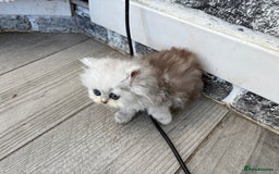 Persian cats for sale: Pure chinchilla doll face Persian kittens - Image 12