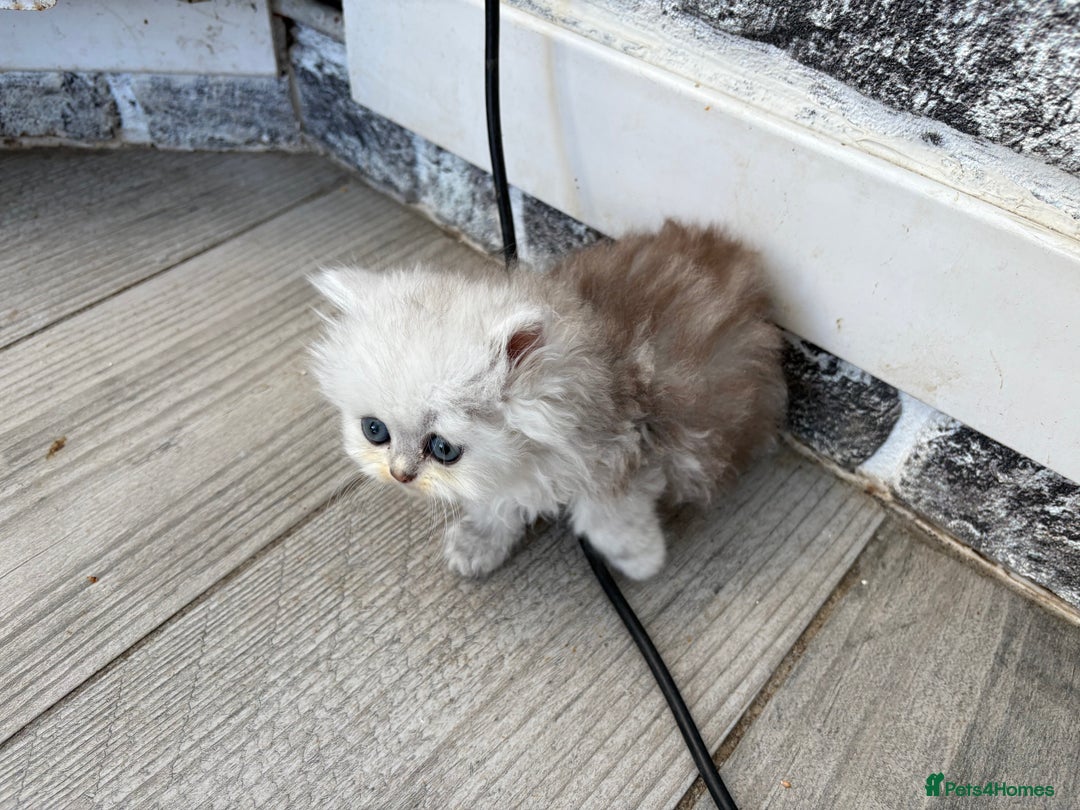 Persian cats for sale: Pure chinchilla doll face Persian kittens - Image 12