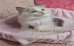 Ragdoll cats for sale: 4 Luxury European line Ragdolls kittens - Image 3