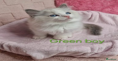 Ragdoll cats - Advert 11