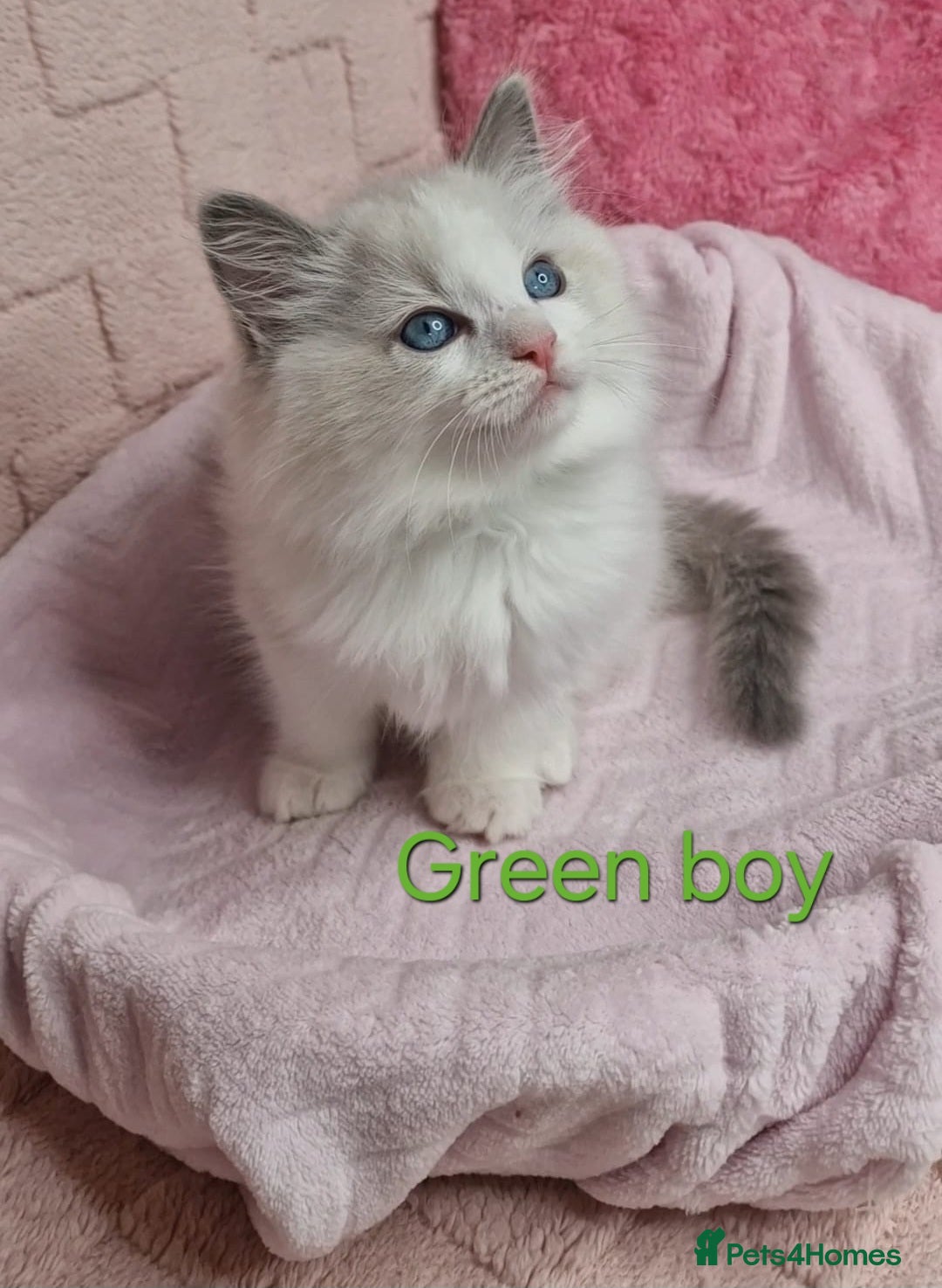 Ragdoll cats for sale: 4 Luxury European line Ragdolls kittens - Image 3
