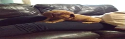 Cockapoo dogs for sale: Beautiful cockapoo puppies  - Advert 16