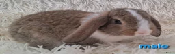Mini Lop rabbits for sale: Adorable Mini Lop Baby Rabbits For Sale - Advert 5