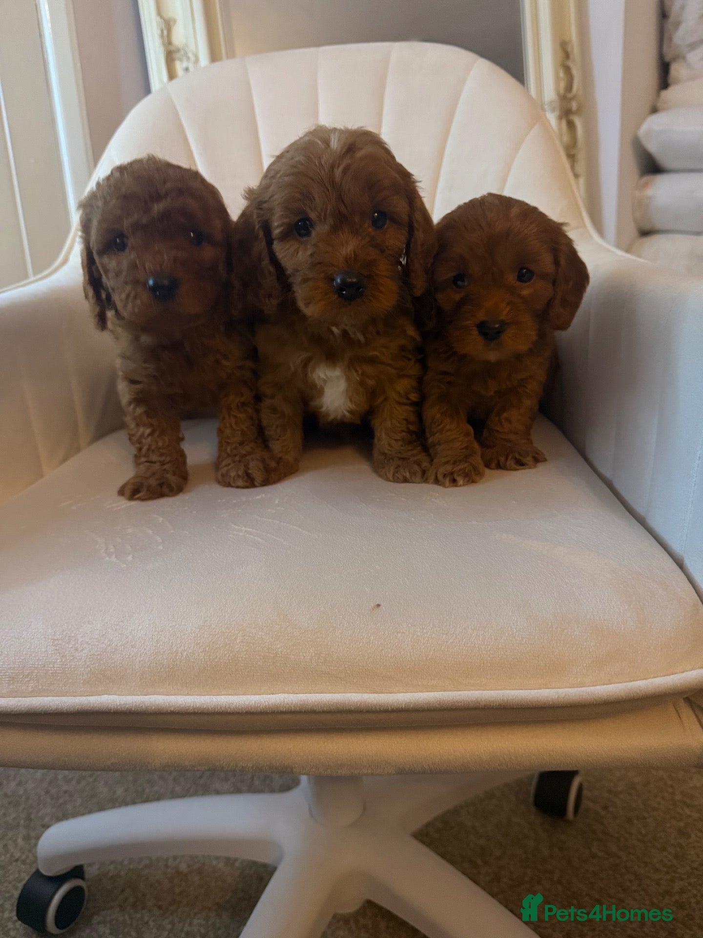 Cavapoo dogs Cavapoo pups - Advert 1