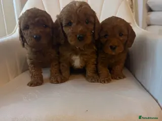 Cavapoo dogs Cavapoo pups - Advert 12