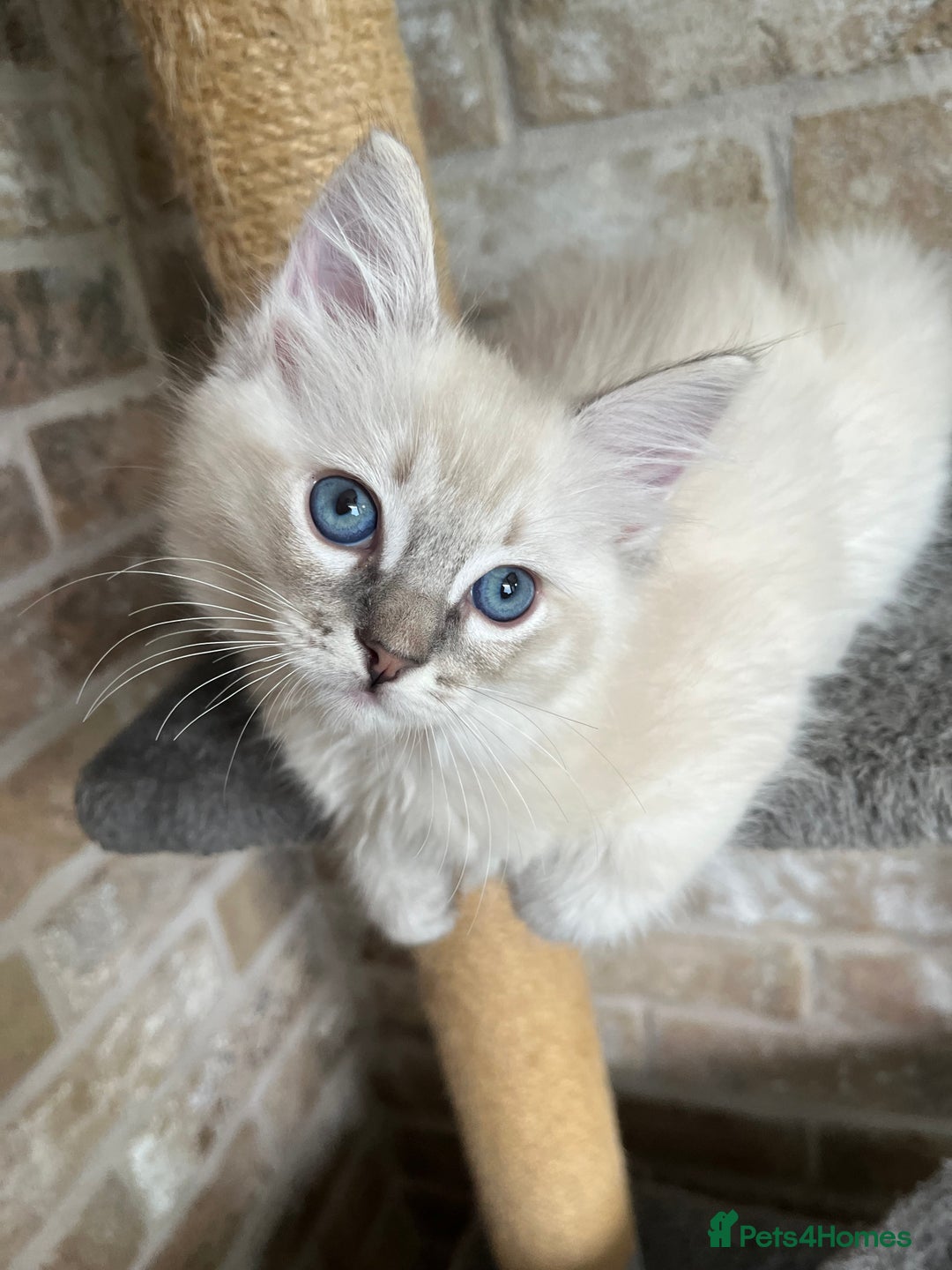 Ragdoll cats for sale: One female Ragdoll left  in Cambridge - Image 24
