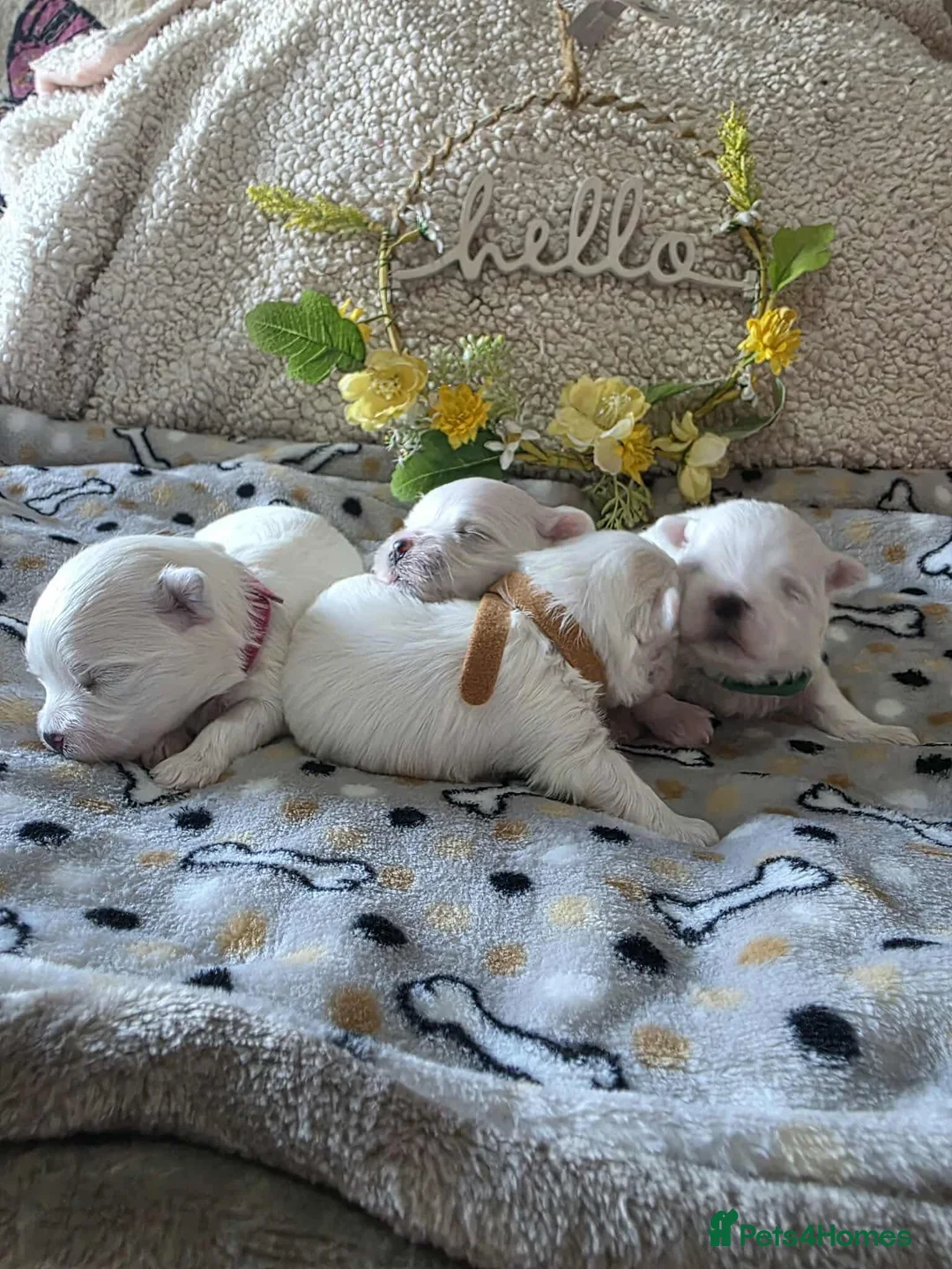 Maltese dogs for sale: Show quality Maltese  - Advert 4