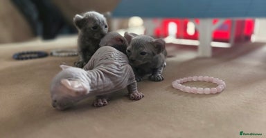 Sphynx cats - Advert 5
