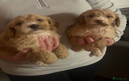 Cockapoo dogs for sale: 5 beautiful F1 cockerpoos  - Image 10