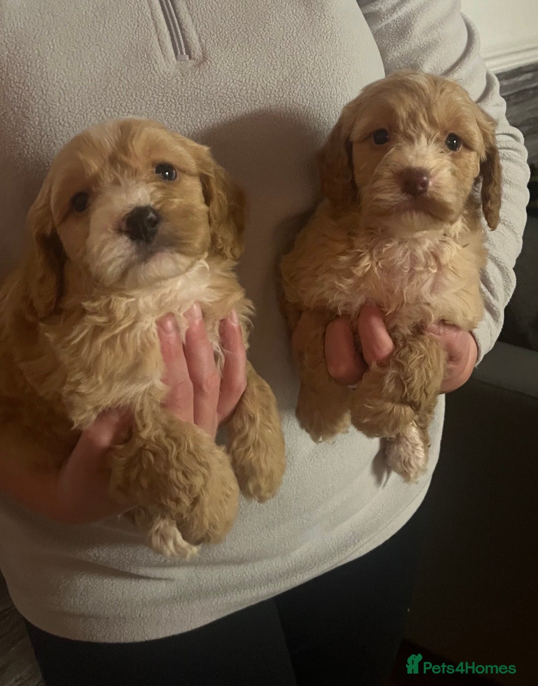 Cockapoo dogs for sale: 5 beautiful F1 cockerpoos  - Image 10