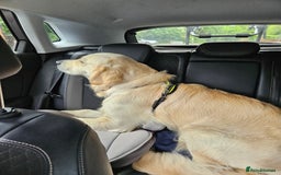 Golden Retriever dogs for sale: Mr charlie - Advert 3