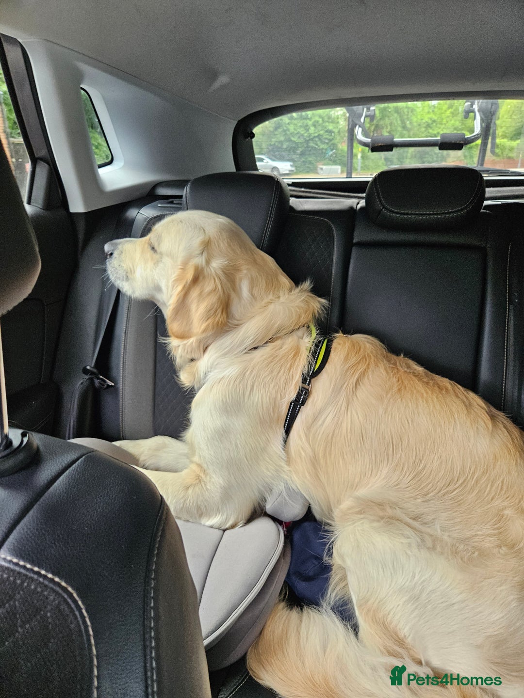 Golden Retriever dogs for sale: Mr charlie - Advert 3