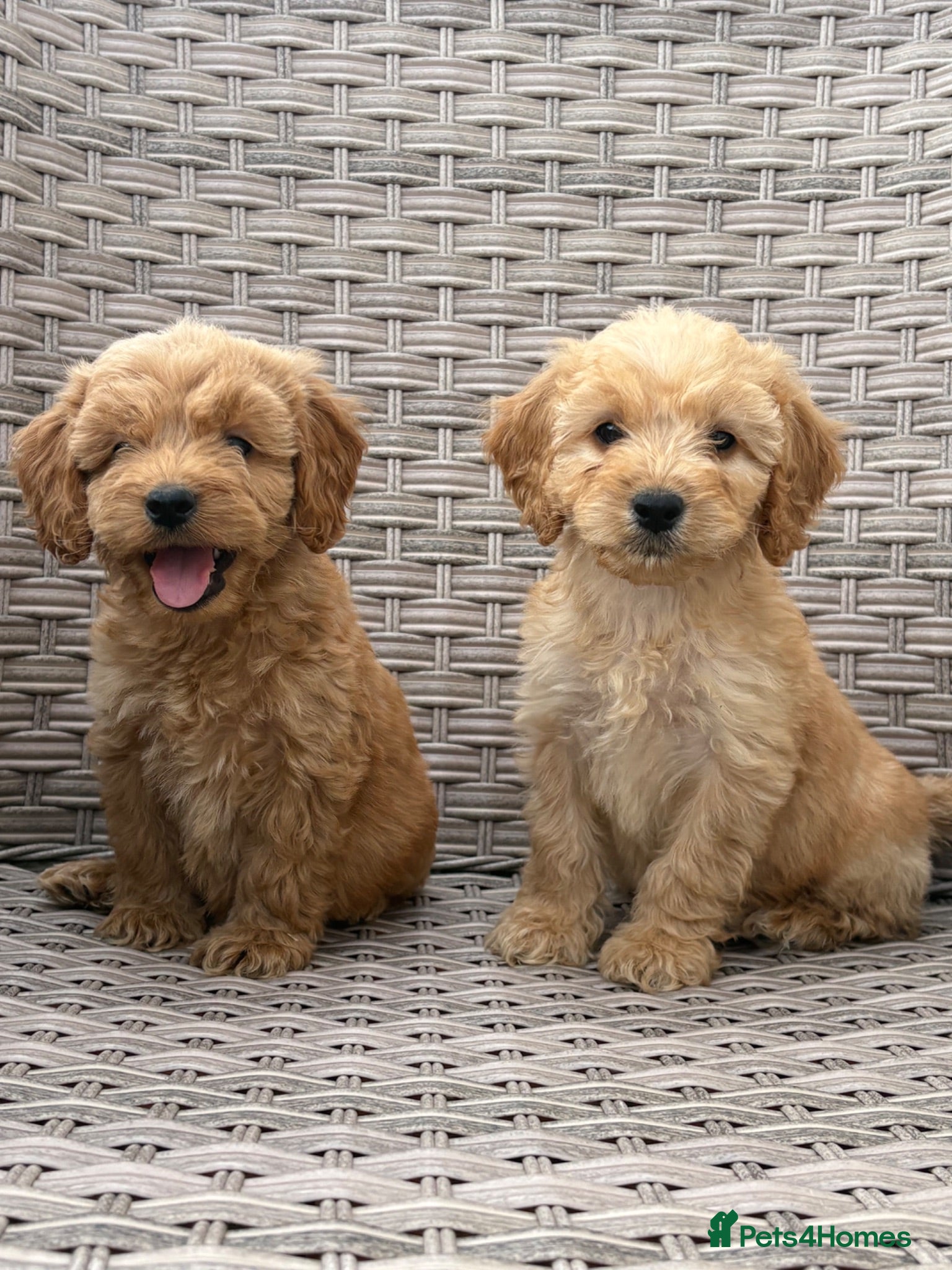 Cockapoo dogs PRA CLEAR F1 cockapoo puppies - Advert 1