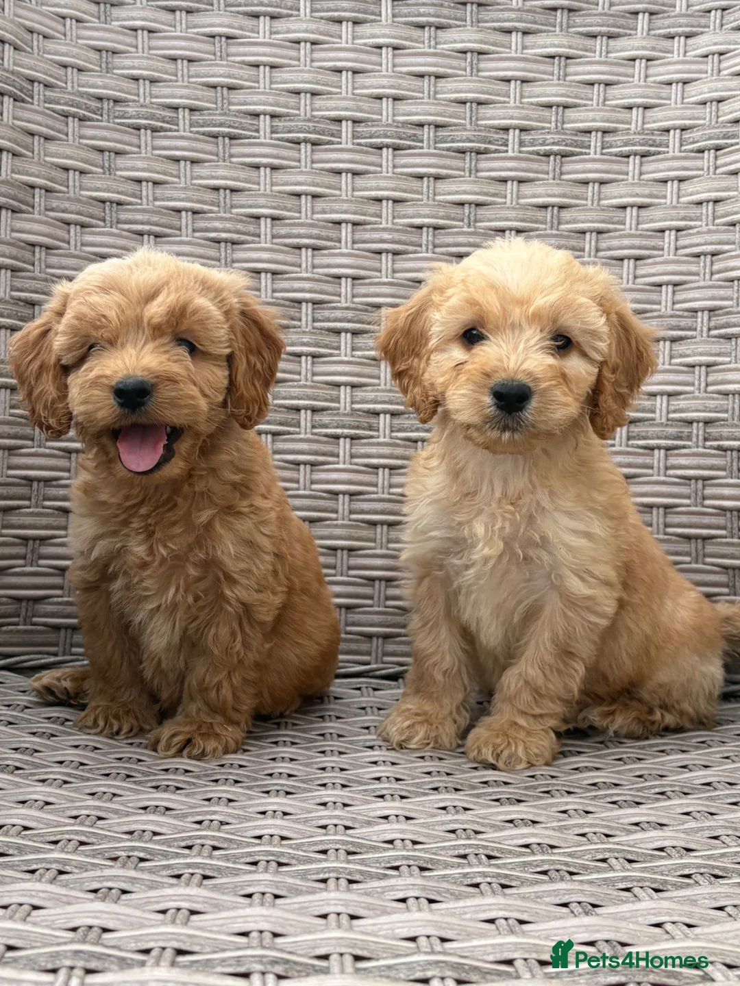 Cockapoo dogs for sale: PRA CLEAR F1 cockapoo puppies - Advert 2