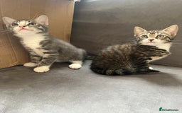 Mixed Breed cats for sale: 1 x Stunning Beautiful Girl Kitten Ready NOW - Image 2