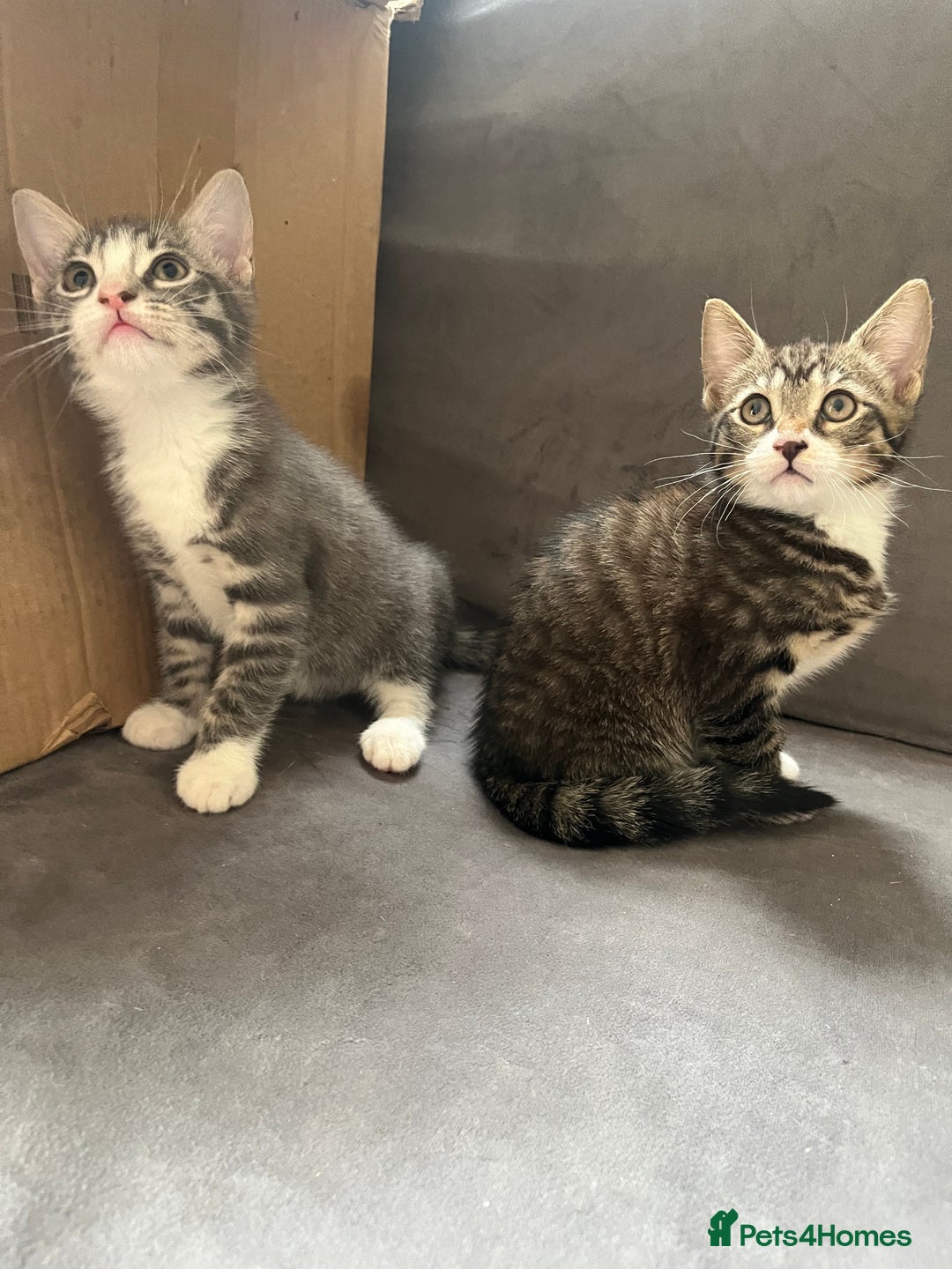 Mixed Breed cats for sale: 1 x Stunning Beautiful Girl Kitten Ready NOW - Image 2