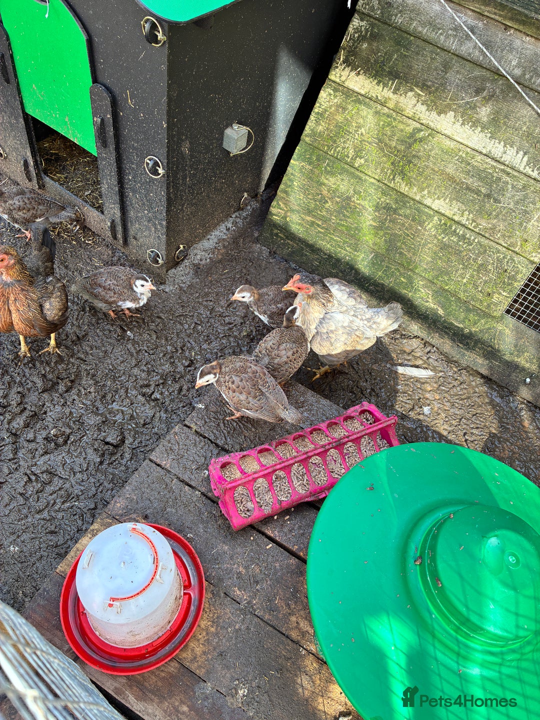 Guinea Fowl poultry for sale: 6 Guinea Fowl Keets - Image 2