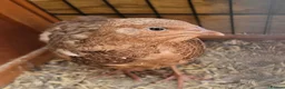 Quail poultry for sale: Gorgeous 8 week old corturnix quail  - Advert 3