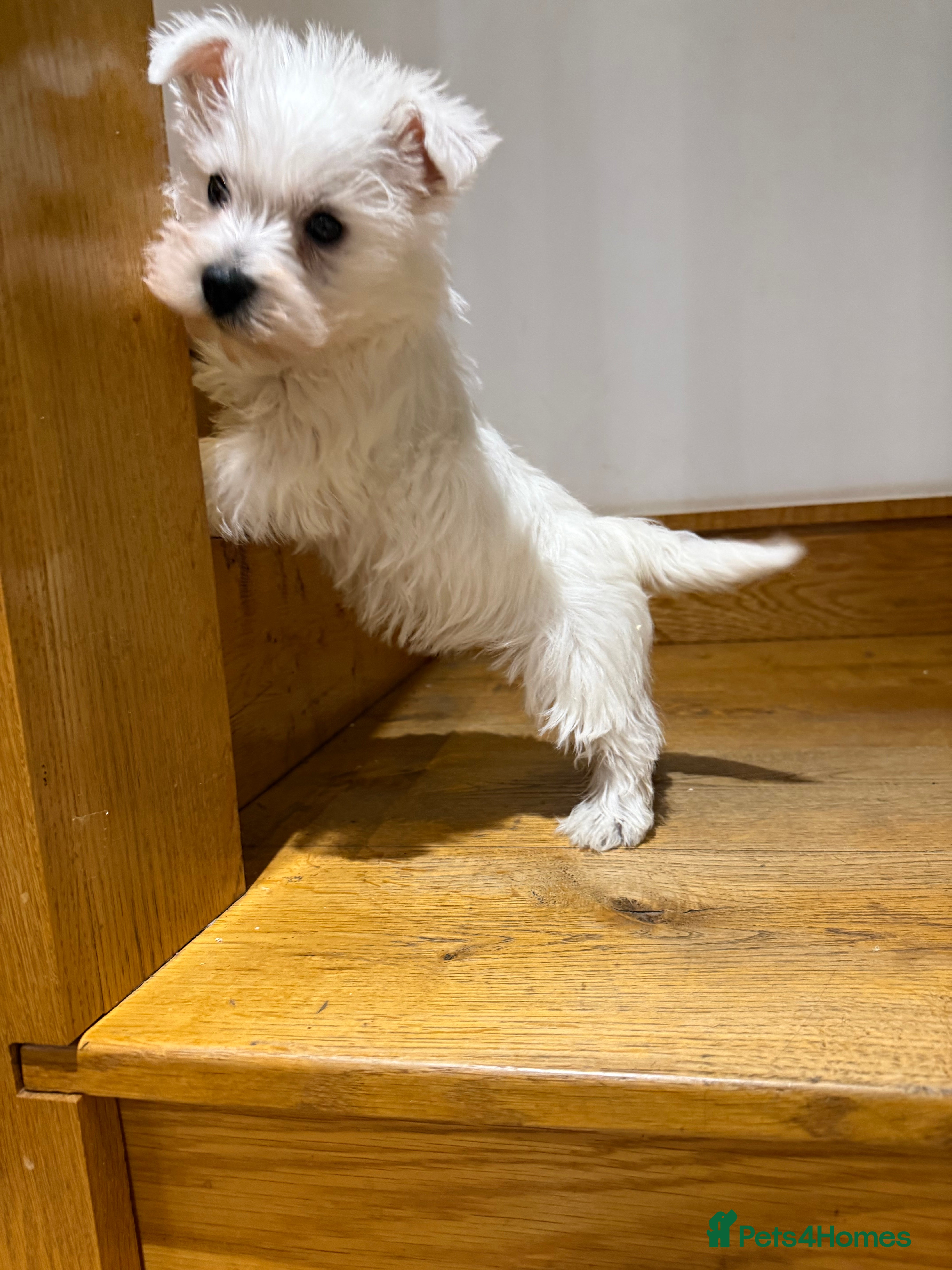 West Highland Terrier dogs READY NOW KC REGISTERED Boys - Advert 3