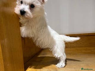 West Highland Terrier dogs READY NOW KC REGISTERED Boys - Advert 3