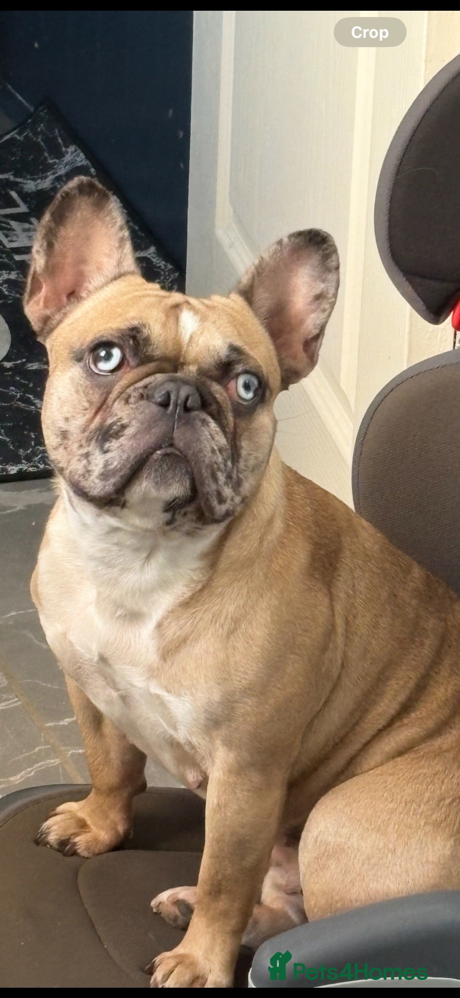 French Bulldog dogs Female French bull dog puppy  - Advert 5