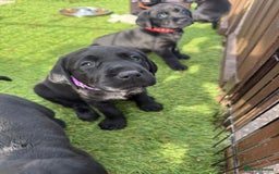 Labrador Retriever dogs for sale: Stunning black Labrador puppies  - Image 18