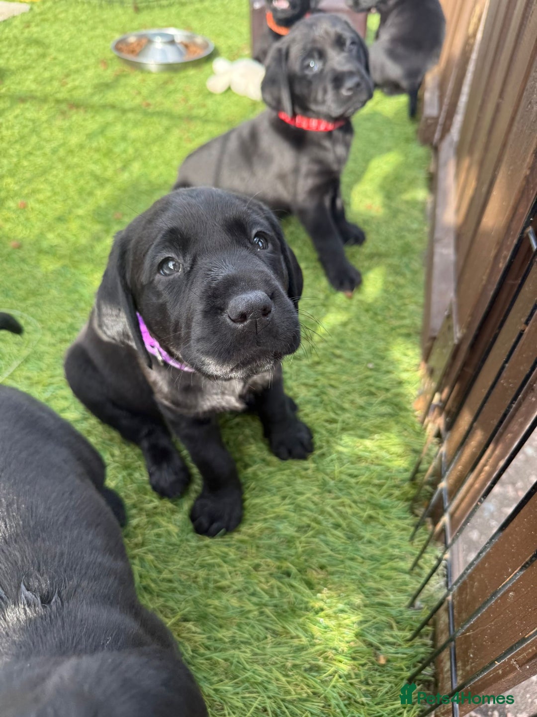 Labrador Retriever dogs for sale: Stunning black Labrador puppies  - Image 18