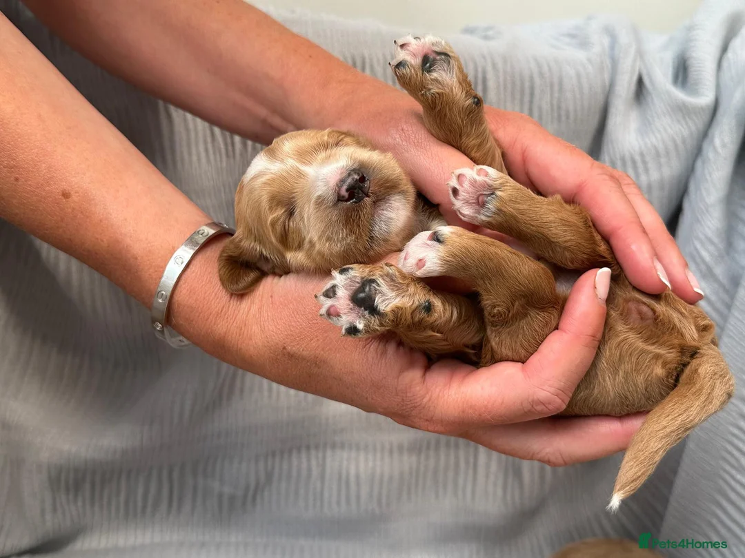 Goldendoodle dogs for sale: WAITING LIST- Australian Labradoodle RED&White TUX - Advert 3