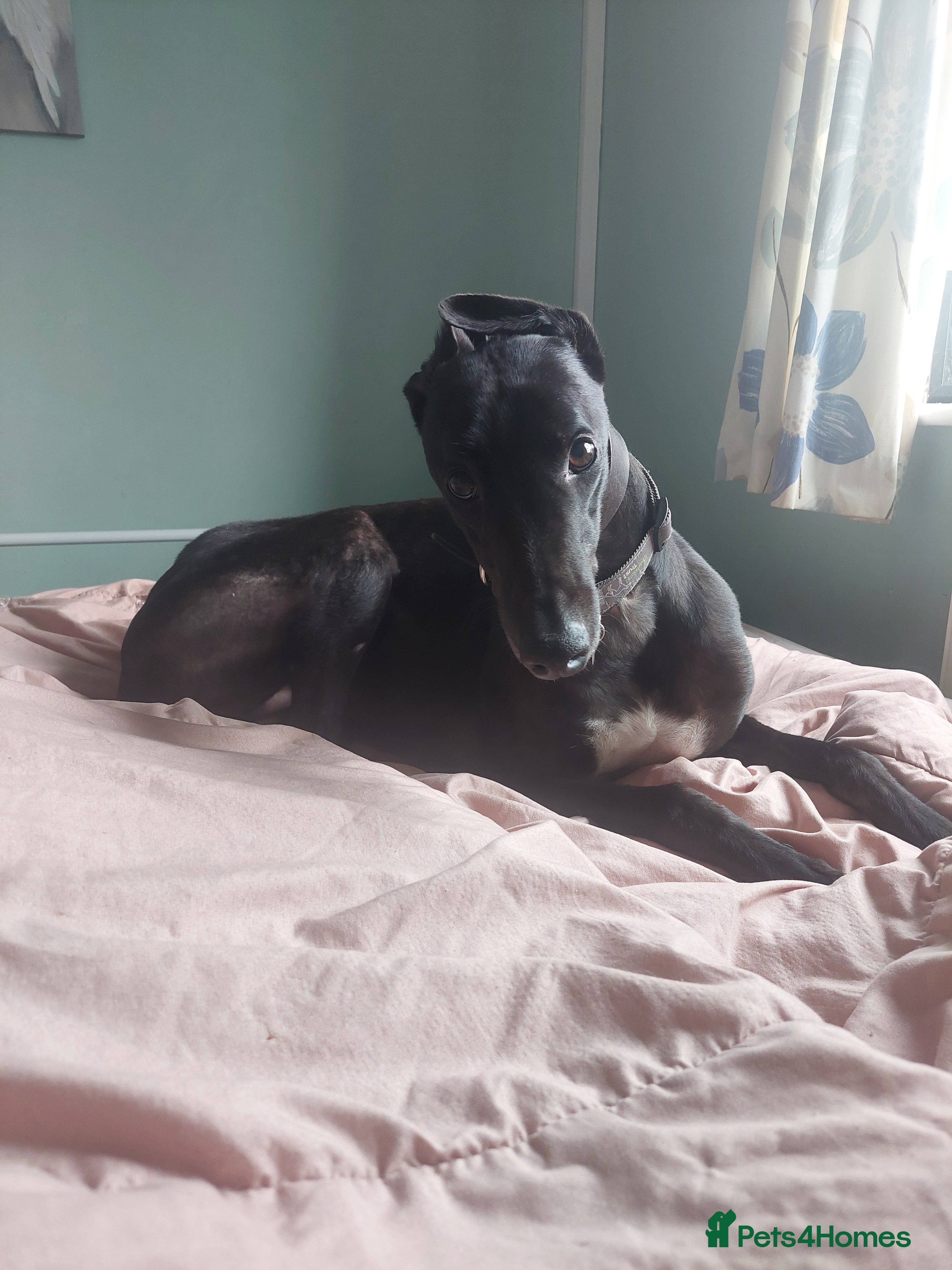 Greyhound dogs Male greyhound, resvered pending home trial  - Advert 1