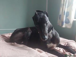 Greyhound dogs Greyhound for sale - Advert 1