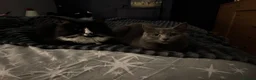 Mixed Breed cats for sale: Loving Forever Home Wanted for Our Beautiful cats - Advert 10