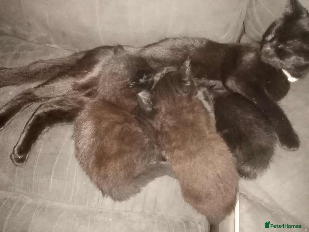 Mixed Breed cats for sale: 4 brown fully tabby kittens  - Image 5