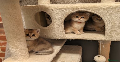 Scottish Fold cats - Advert 13