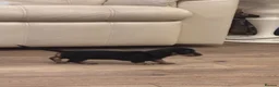 Miniature Dachshund dogs for sale: Miniature dachshund  - Advert 5