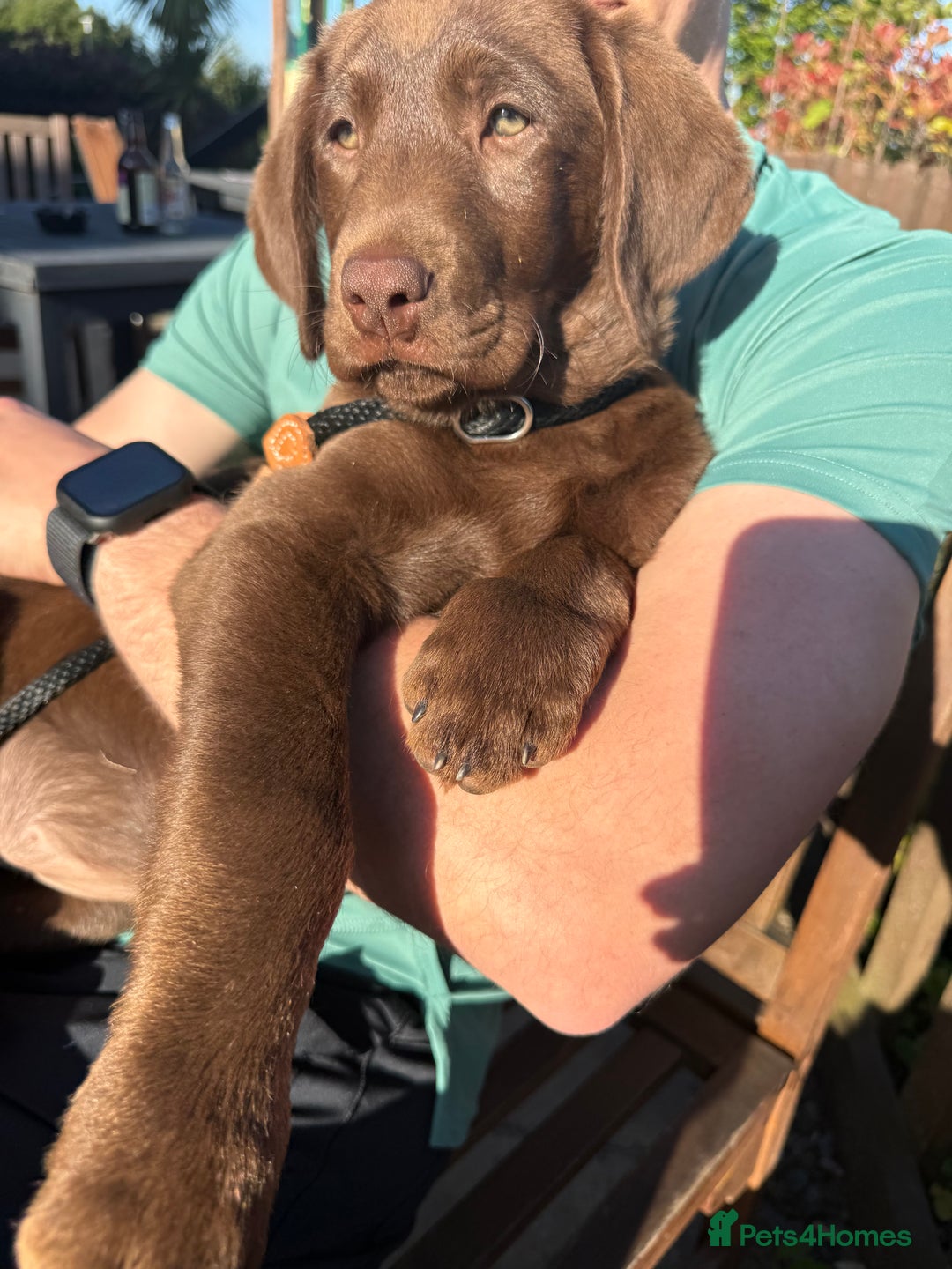 Labrador Retriever dogs for sale: Chocolate Lab 5 month Female - Image 4