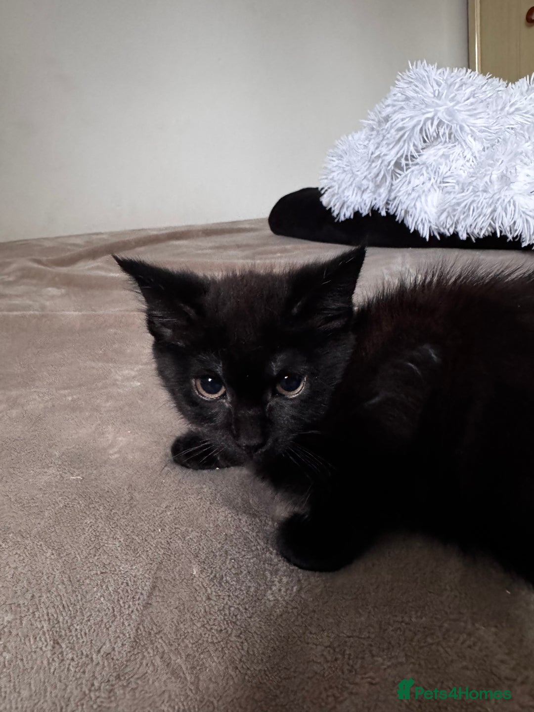 Mixed Breed cats for sale:  4 Kittens British long & short hair mixed breed. - Advert 13