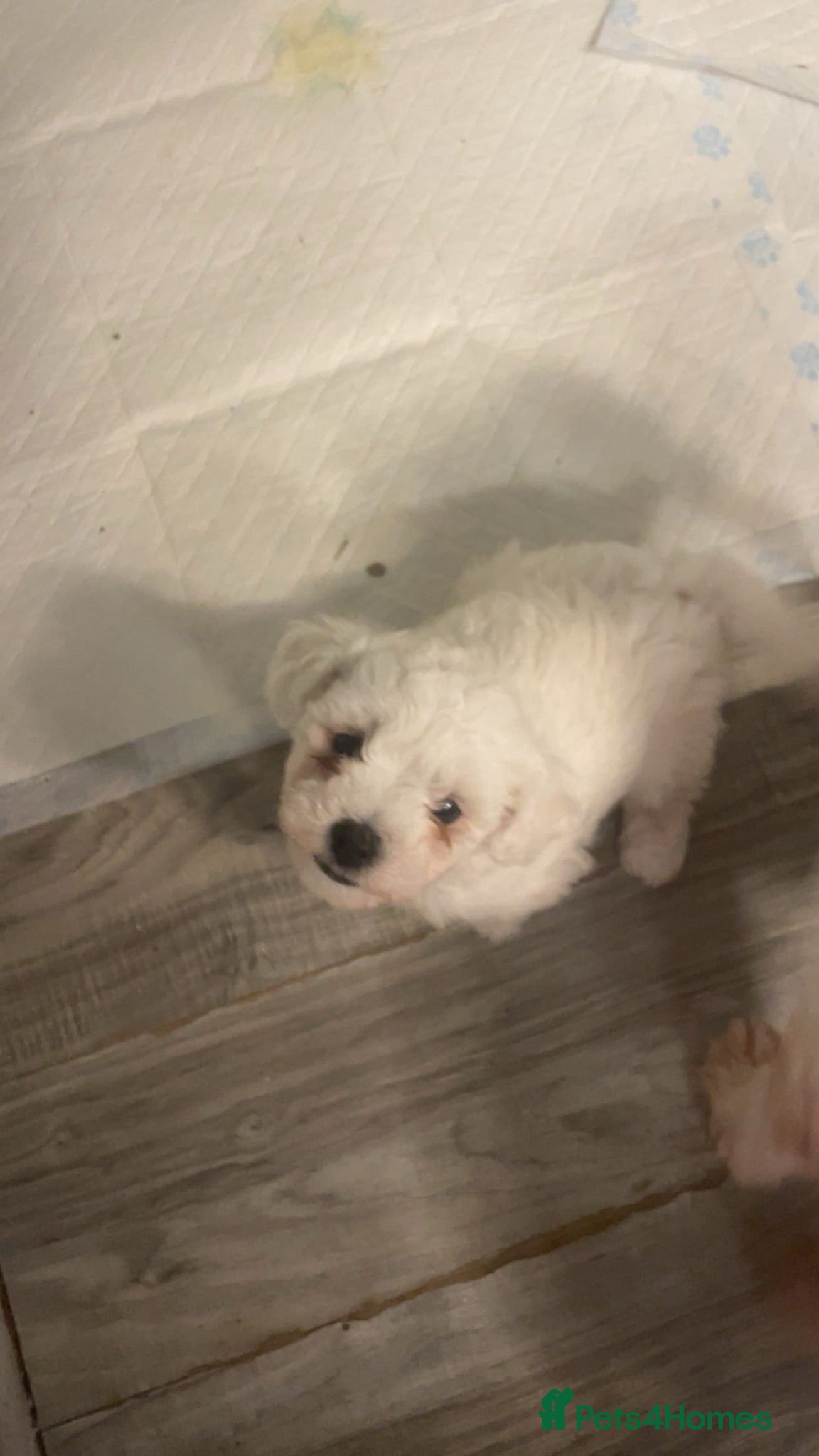 Mixed Breed dogs Cavapoochon puppies - Advert 2