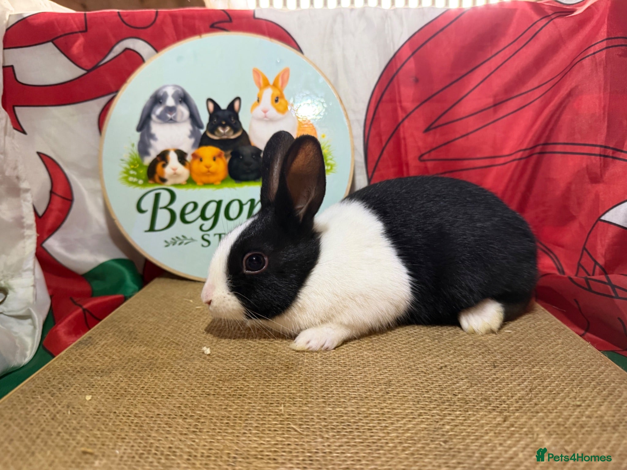 Dutch rabbits Gorgeous Dutch rabbits - Advert 11