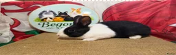 Dutch rabbits for sale: Gorgeous Dutch rabbits - Advert 1