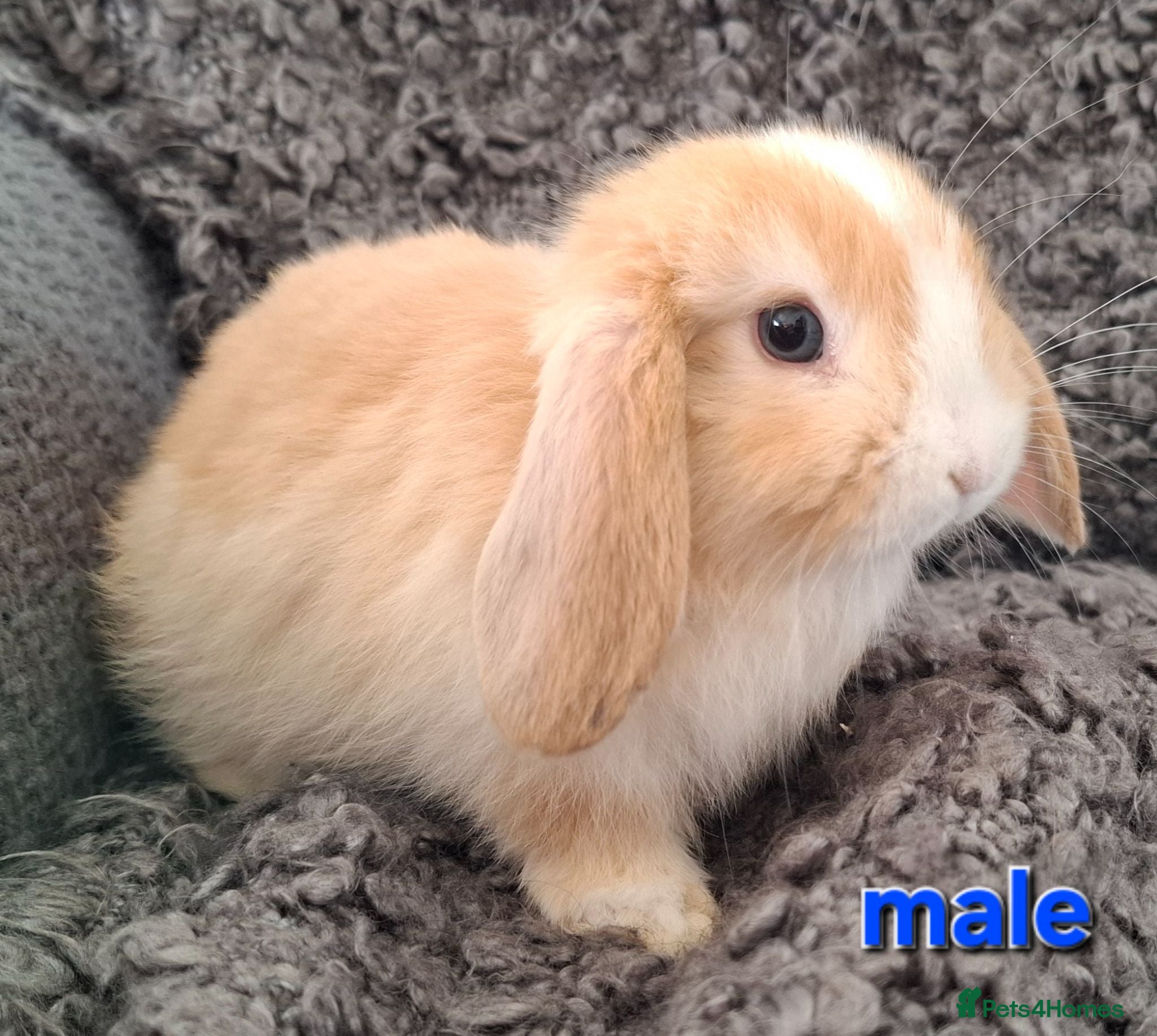 Mini Lop rabbits Baby Mini Lop Rabbits for sale - Advert 17