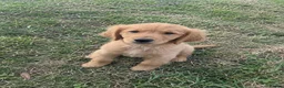 Labrador Retriever dogs for sale: Adorable Labrador Retriever puppies in Birmingham - Advert 3