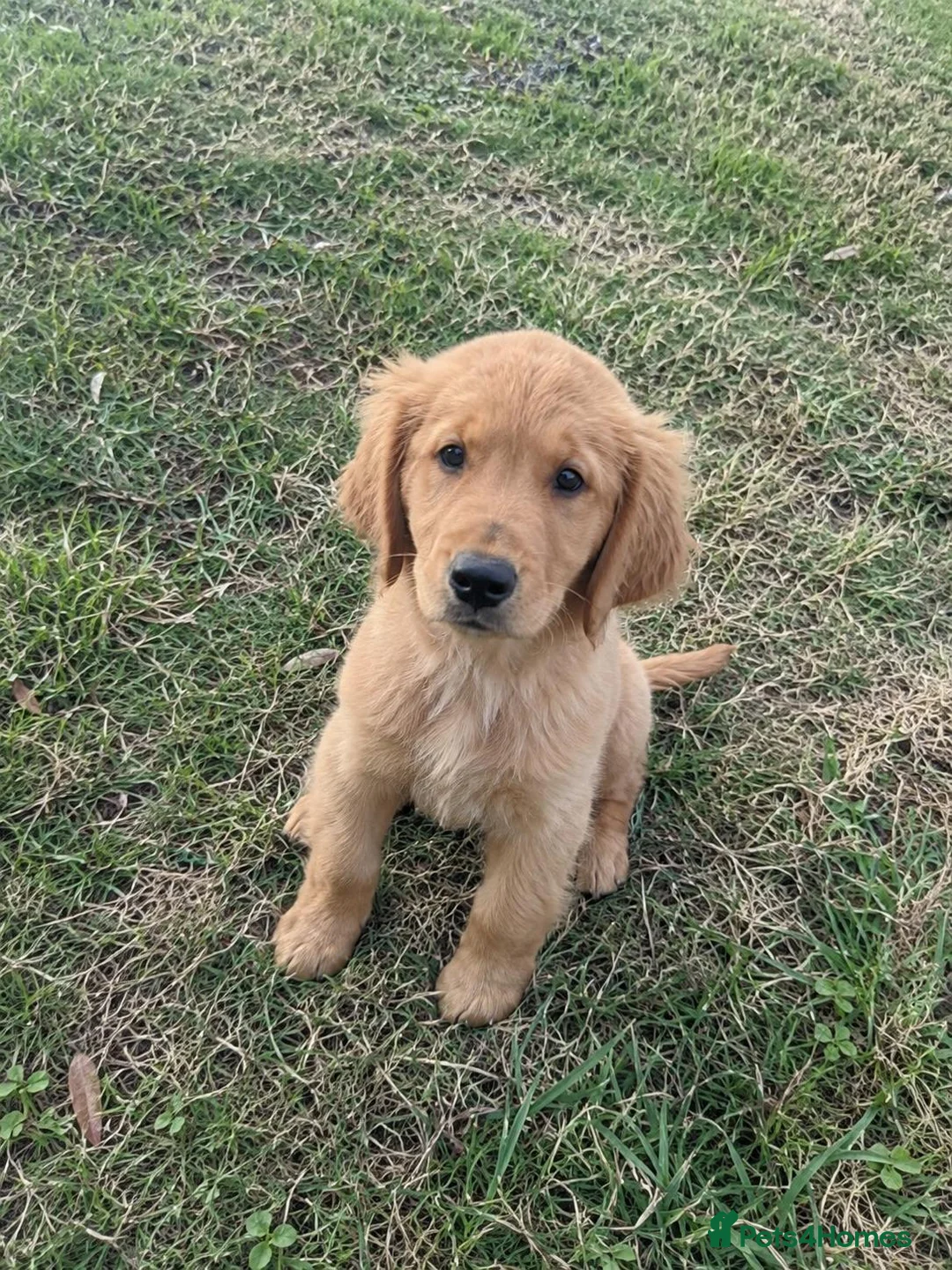 Labrador Retriever dogs for sale: Adorable Labrador Retriever puppies in Birmingham - Advert 3