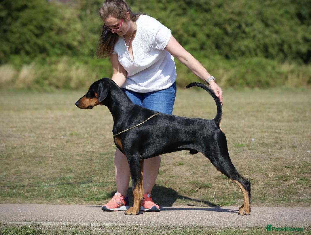 Dobermann dogs for sale: KC reg dobermann puppies health tested parents  - Advert 7
