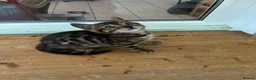 Bengal cats for sale: GCCF Registered Bengal in Market Drayton - Advert 9