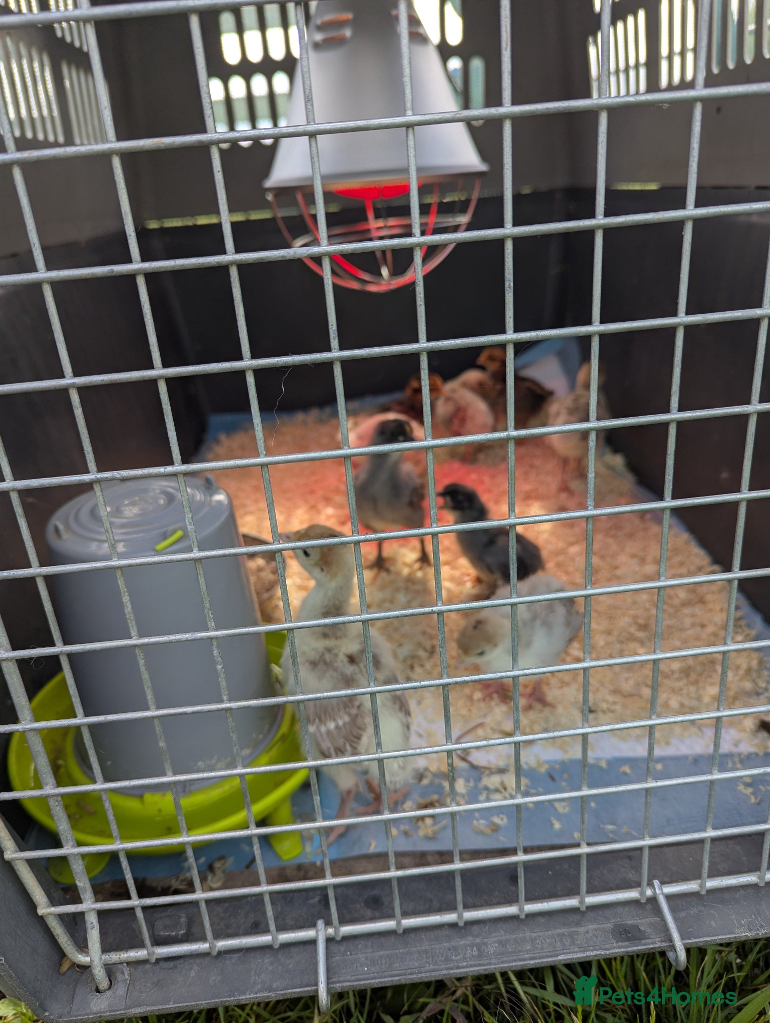 Turkeys poultry for sale: Kentucky Bourbon Red in Buntingford - Advert 4
