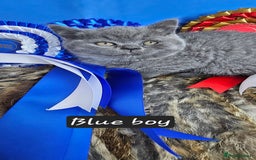 British Shorthair cats for sale: British short hair kittens - Advert 22