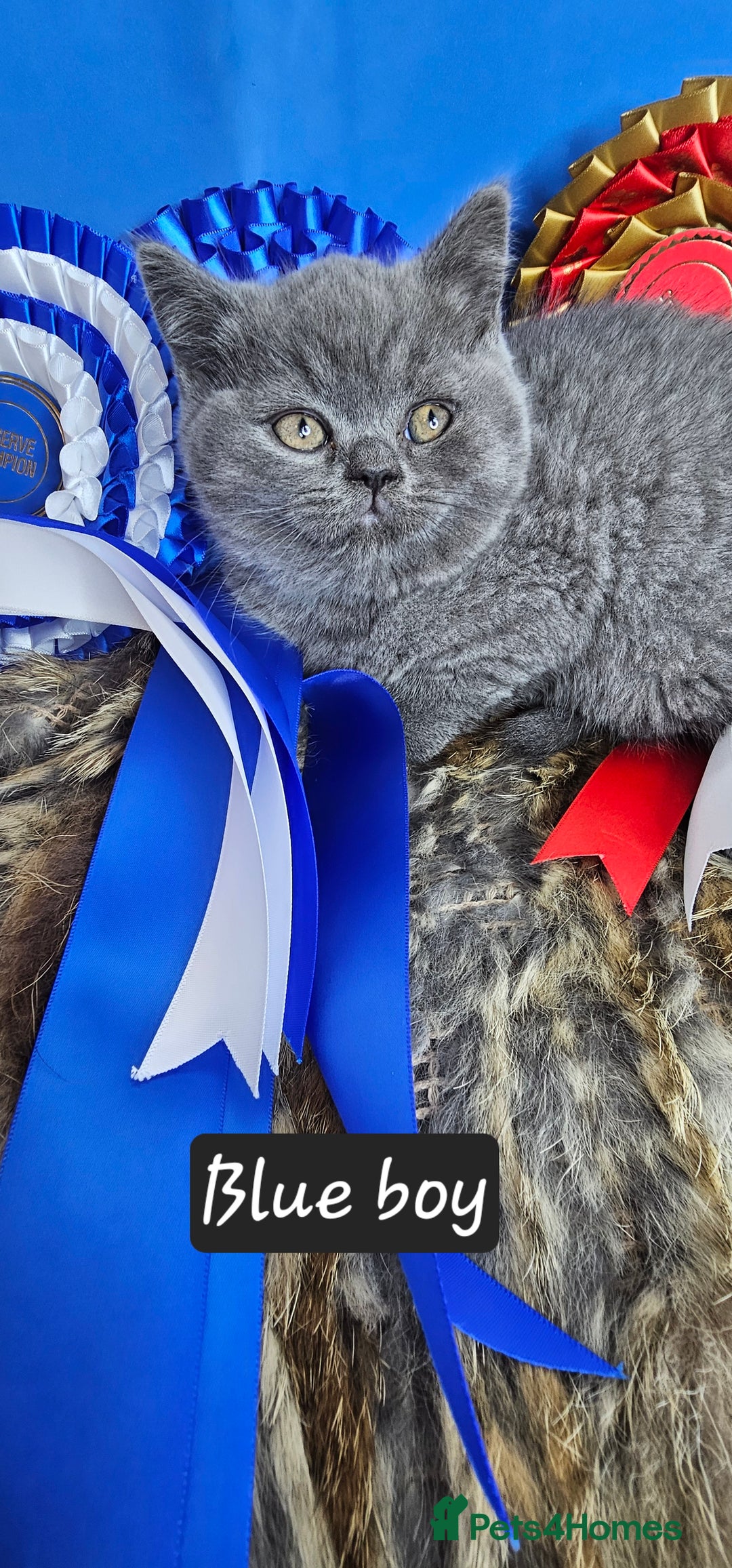 British Shorthair cats for sale: British short hair kittens - Advert 22