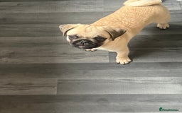 Pug dogs for sale: Pug puppy for sale  - Image 1