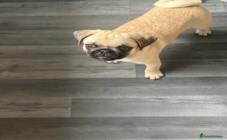 Pug dogs - Advert 1
